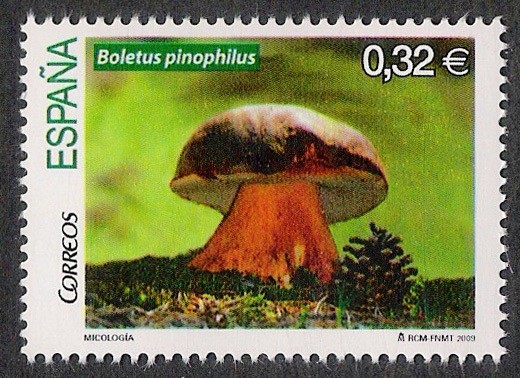 SETAS-HONGOS: 1.232.052,00-Boletus pinophilus