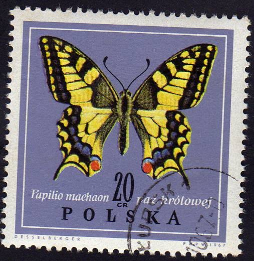 Papilio Machaon