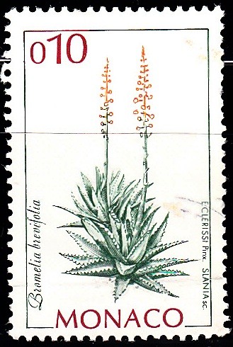 Bromelia Brevifolia	