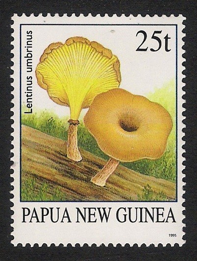 SETAS-HONGOS: 1.208.001,00-Lentinus umbrinus