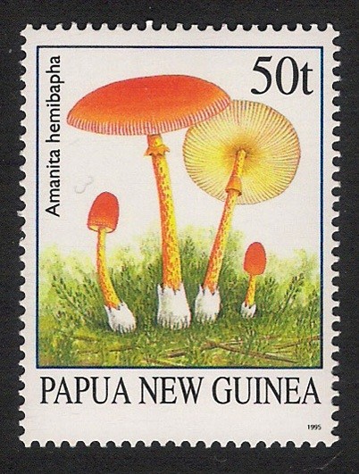 SETAS-HONGOS: 1.208.002,00-Amanita hemibapha