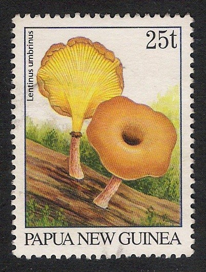 SETAS-HONGOS: 1.208.005,00-Lentinus umbrinus