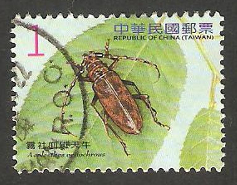 3345 - coleóptero aeolesthes oenochrous 