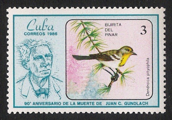 AVES: 2.134.252,00-Dendroica pityophila