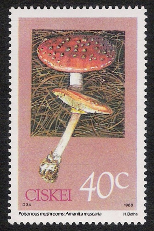 SETAS-HONGOS: 1.128.013,00-Amanita muscaria