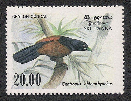 AVES: 2.269.024,00-Centropus chlororhynchus