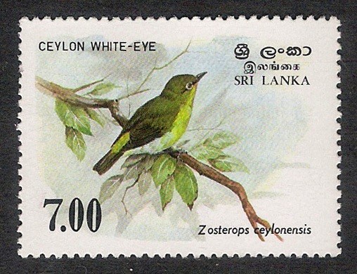 AVES: 2.269.051,00-Zosterops ceylonensis