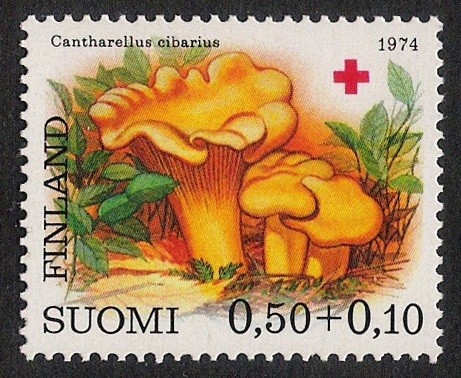 SETAS-HONGOS: 1.147.002,00-Cantharellus cibarius