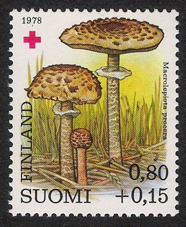 SETAS-HONGOS: 1.147.012,00-Macrolepiota procera