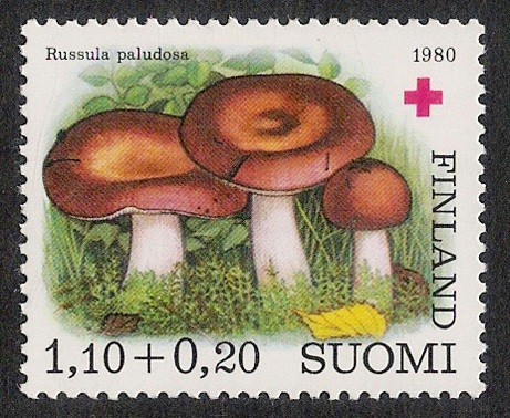 SETAS-HONGOS: 1.147.023,00-Russula paludosa