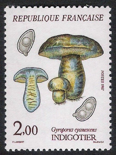 SETAS-HONGOS: 1.149.021,00-Gyroporus cyanescens