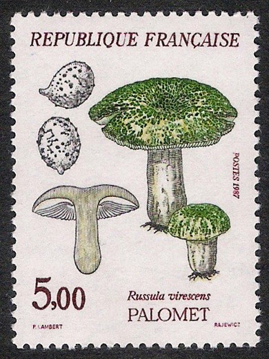 SETAS-HONGOS: 1.149.024,00-Russula virescens