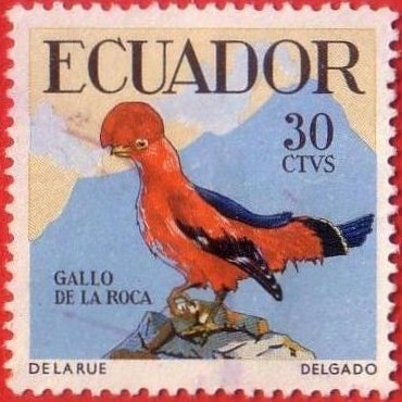 Gallo de la Roca