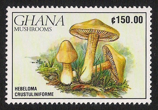 SETAS-HONGOS: 1.154.025,00-Hebeloma crustuliniforme