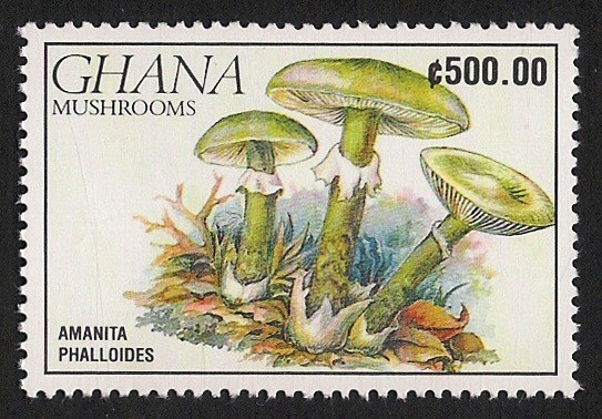 SETAS-HONGOS: 1.154.028,00-Amanita phalloides