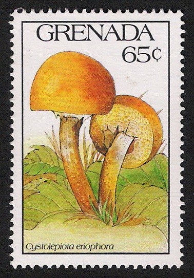 SETAS-HONGOS: 1.156.033,00-Cystolepiota eriophora