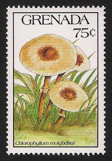 SETAS-HONGOS: 1.156.034,00-Chlorophyllum molybdites