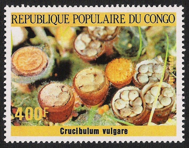 SETAS-HONGOS: 1.131.015,00-Crucibulum vulgare