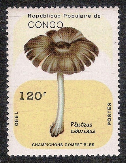 SETAS-HONGOS: 1.131.045,00-Pluteus cervinus