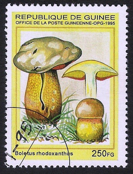 SETAS-HONGOS: 1.160.032,01-Boletus rhodoxanthus -Phil.49331-Dm.995.86-Mch.1569-Sc.1332