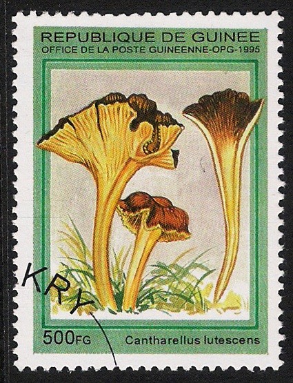 SETAS-HONGOS: 1.160.034,01-Cantharellus lutescens -Phil.49333-Dm.995.88-Mch.1571-Sc.1334