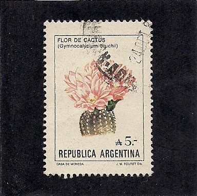 Flor de Cactus