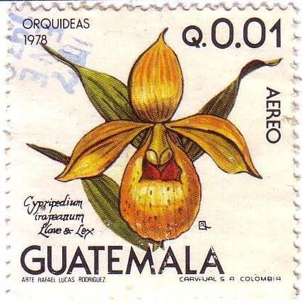 Orquídeas