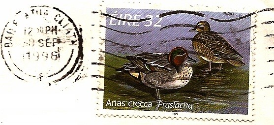 Pato aliverde - cerceta común 