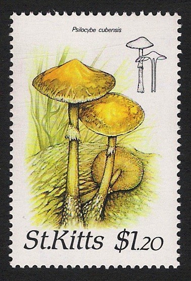 SETAS-HONGOS: 1.216.003,00-Psilocybe cubensis