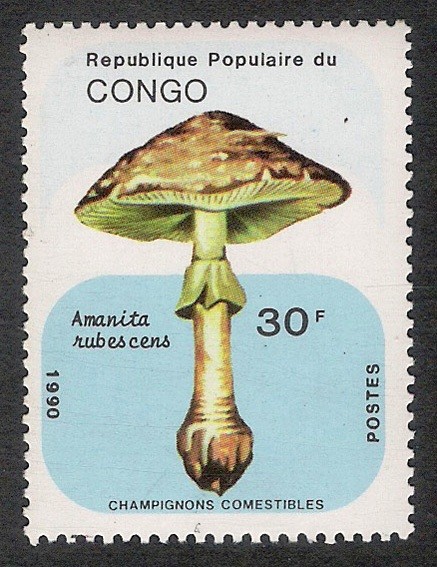 SETAS-HONGOS: 1.131.041,00-Amanita rubescens