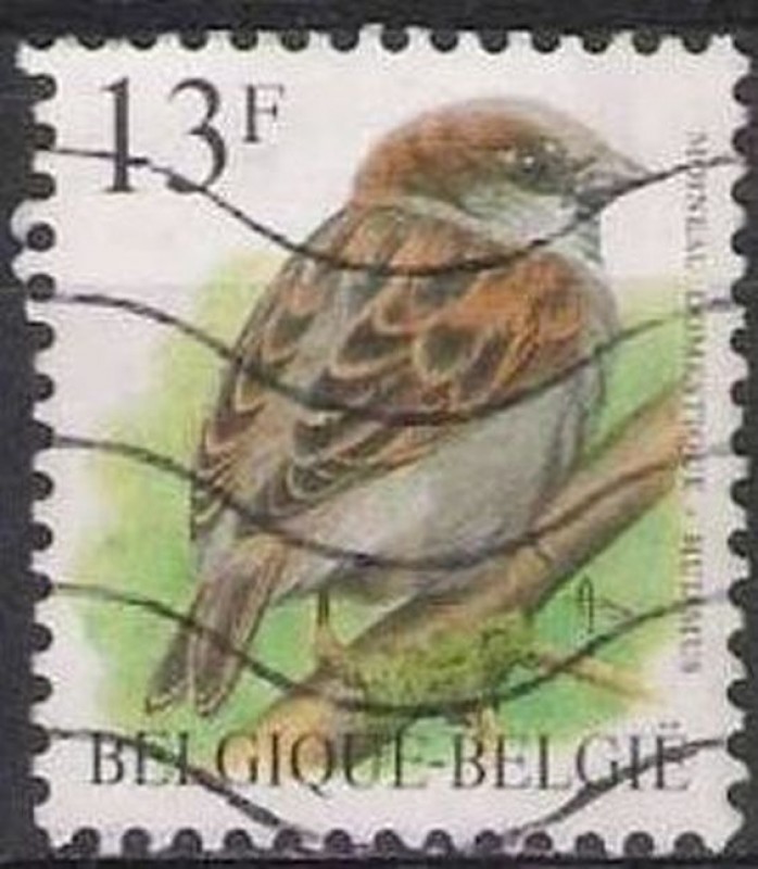 Belgica 1993 Scott 1446 Sello º Aves Oiseaux Moineau Domestique 13fr Belgique Belgium 