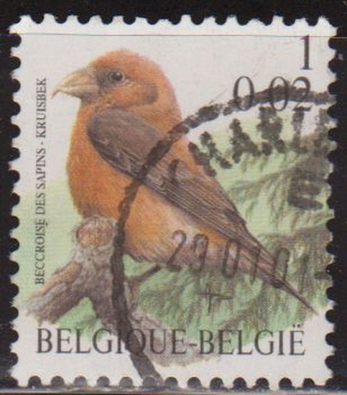 Belgica 2000 Scott 1785 Sello º Aves Oiseaux Beccroisé des Sapins 1fr Belgique Belgium