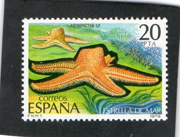 2534- ASTROPECTEN SP.   ESTRELLA DE MAR