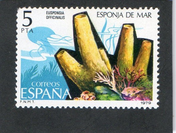 2531- EUSPONGIA OFFICINALIS. ESPONJA DE MAR