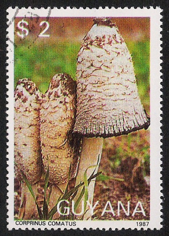 SETAS-HONGOS: 1.162.0001,00-Coprinus comatus