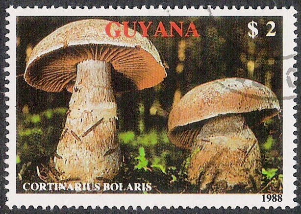 SETAS-HONGOS: 1.162.011,01-Cortinarius bolaris -Phil.47629-Dm.989.45-Y&T.2077-Mch.2480-Sc.2010a