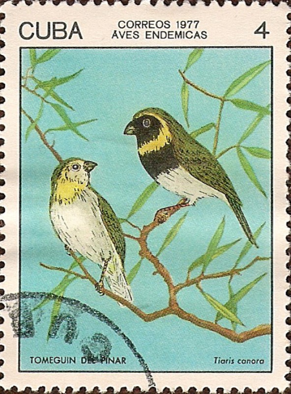 Aves Endémicas. Tomeguín del Pinar, Tiaris canora