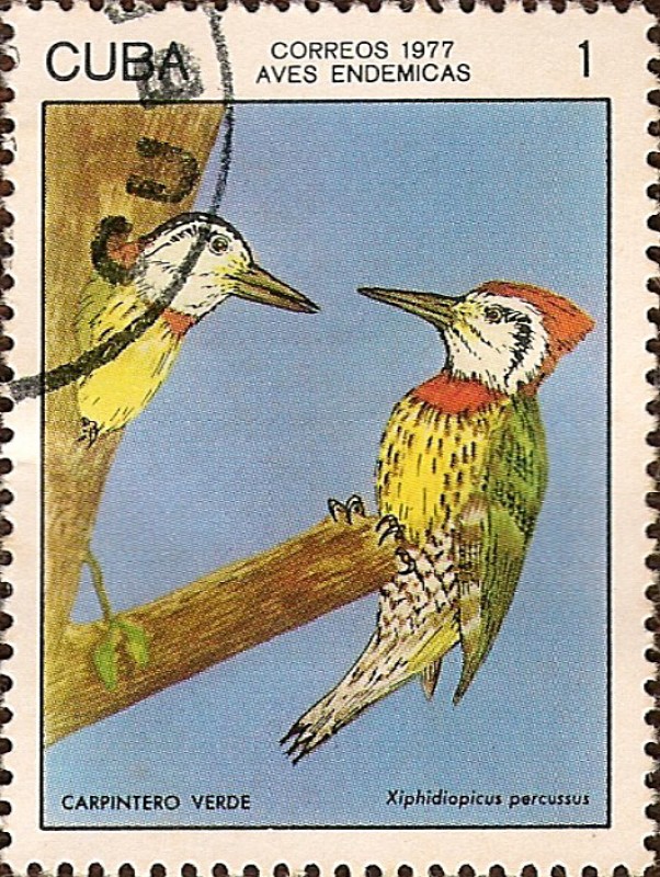 Aves Endémicas. Carpintero Verde, Xiphidiopicus percussus.