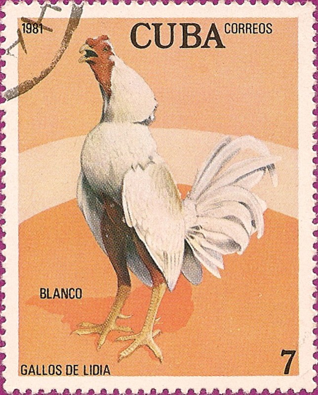 Gallos de Lidia. Blanco.