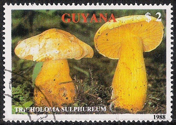 SETAS-HONGOS: 1.162.012,02-Tricholoma sulphureum -Phil.47630-Dm.989.46-Y&T.2078-Mch.2481-Sc.2010b