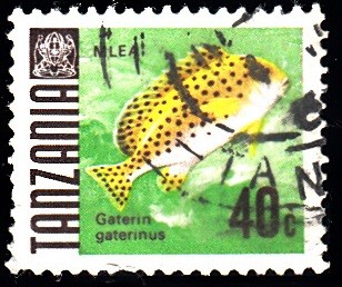 Gaterin Gaterinus	