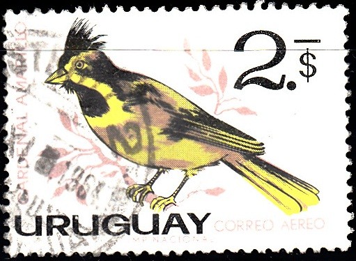 Cardenal Amarillo	