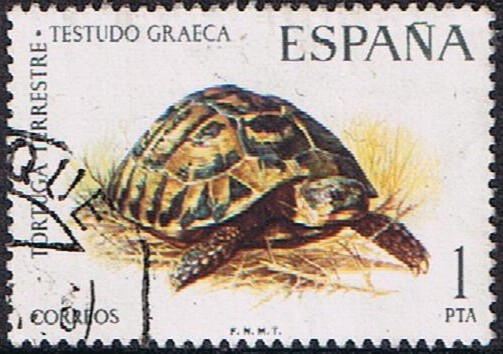 FAUNA HISPÁNICA. TORTUGA TERRESTRE