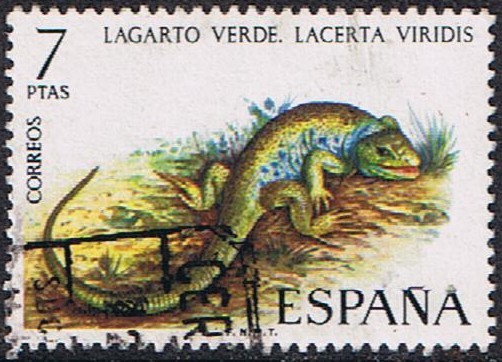 FAUNA HISPÁNICA. LAGARTO VERDE