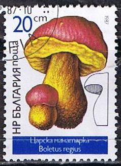 Scott  3233  Boletus regius