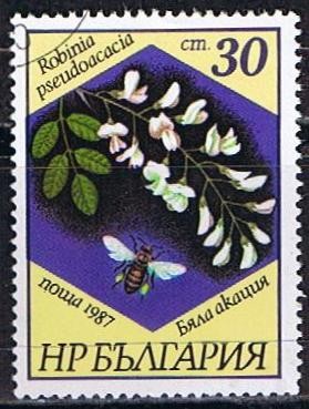 Scott  3268  Robinia pseudoacacia (7)