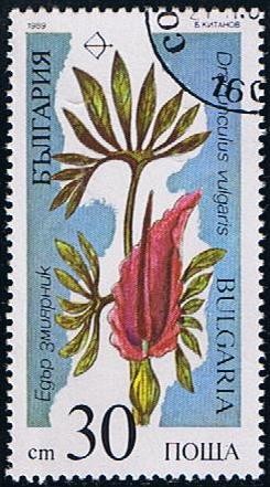 Scott  3395  Dracunlus vulgaris