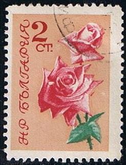 Rosa