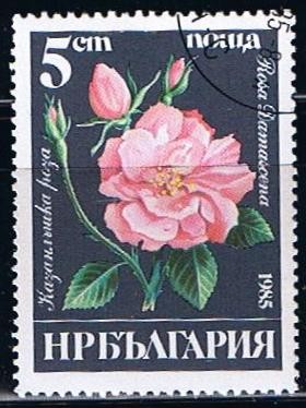 Scott  3075  Rosa damascena