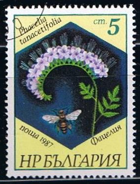 Scott  3266  Phacelia tanacetifolia